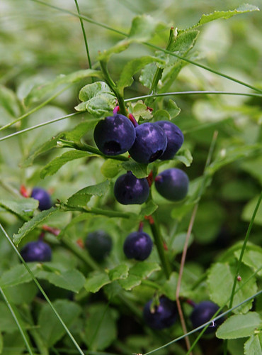 Bilberry plant
