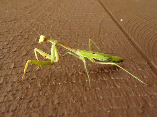 another mantid