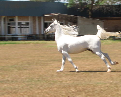 Cavalo rabe ( arabian horse ) - Jaib Amal by Aurlio Vincius.