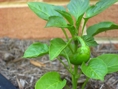 Pepper to Be