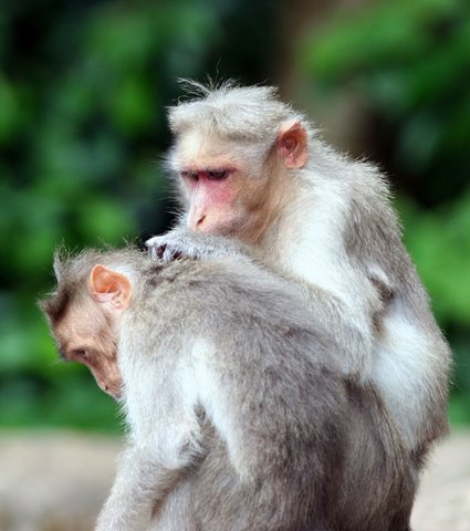Macaque grooming