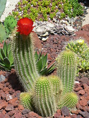Blooming cactus at US Botanic Garden