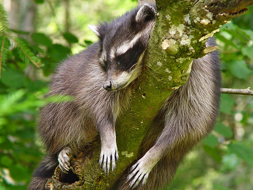 Raccoon sleeping in a tree by Tambako the Jaguar.