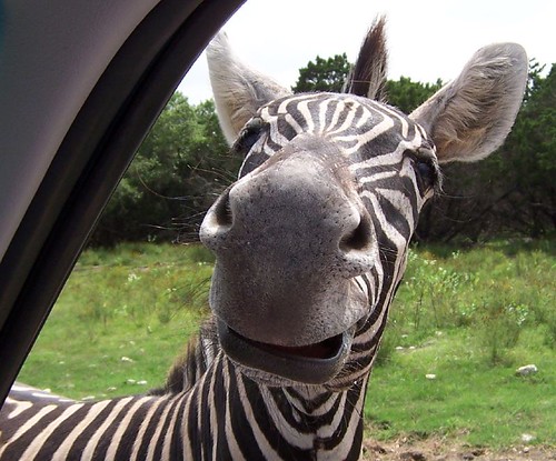 funny face. Funny Face Zebra | Flickr