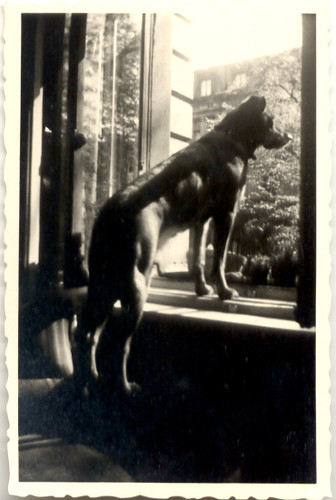 Dog in the window, 1956