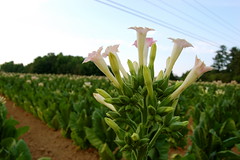 Tobacco Flower
