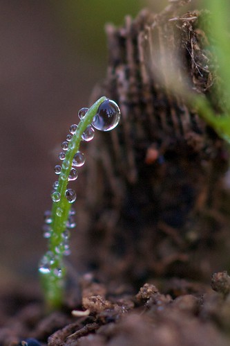 Tiny Bubbles will Dew