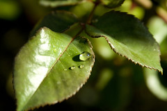 morning leaf