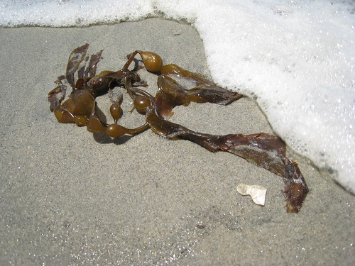 Kelp washed ashore