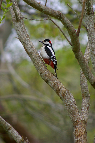 Great Spotted Woodpecker 17
