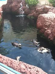 South American Penguins at Sea World San Diego