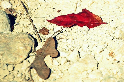 leaves on the ground