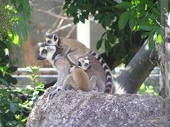 lemuren-schönbrunn