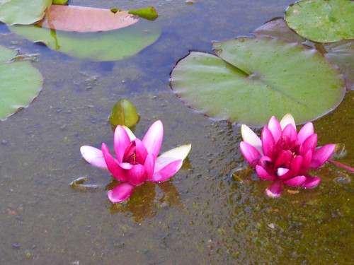 Pink Water Lillies - Old Mission Fountain