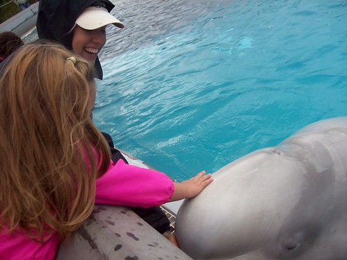 Sierra touches a beluga whale