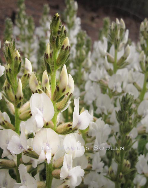 The delicate spires of white blossoms of the locoweed plant.