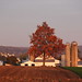 fall tree and farm