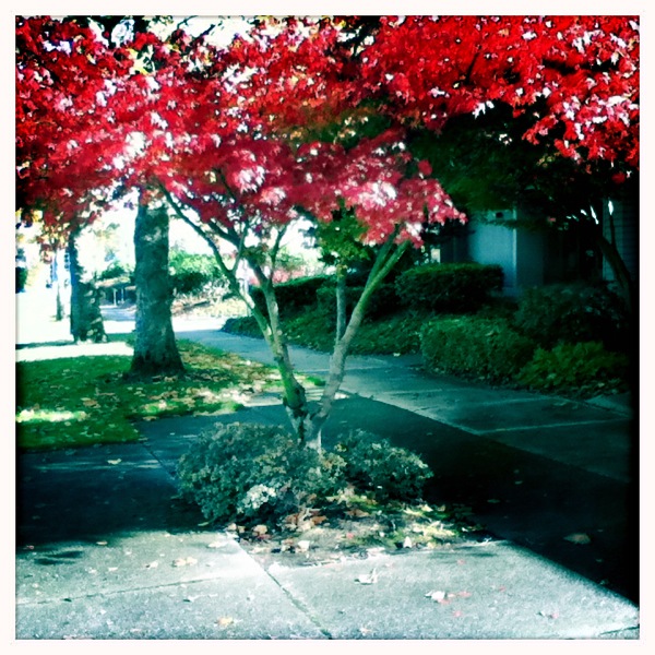 Fall Color w/new iPod Touch 2