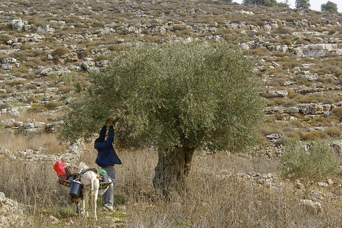 Olive Harvest, Tell, Palestine
