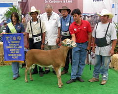 Showing sheep in Mexico