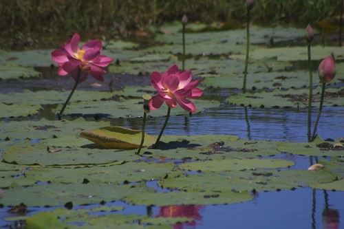 Lotus Flowers Fogg Dam