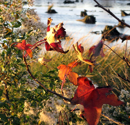 Autumn Reds in the Meadowlands