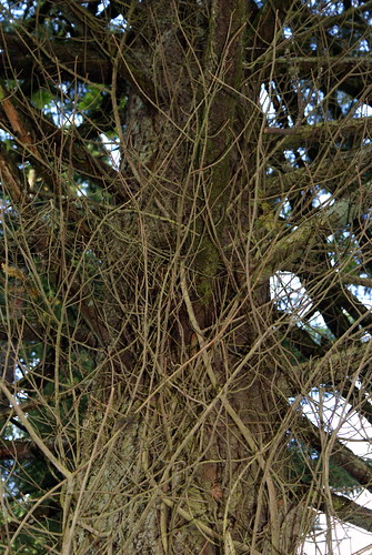 poison oak vine. Climbing Poison Oak Looking Up