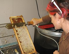 Beekeeping 2633