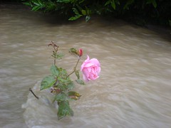 water roses!