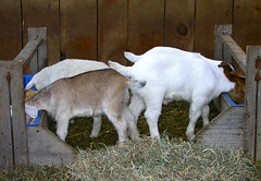 goats eating feed