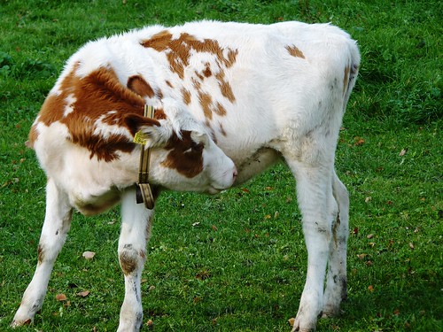 Cow in Feldbrunnen
