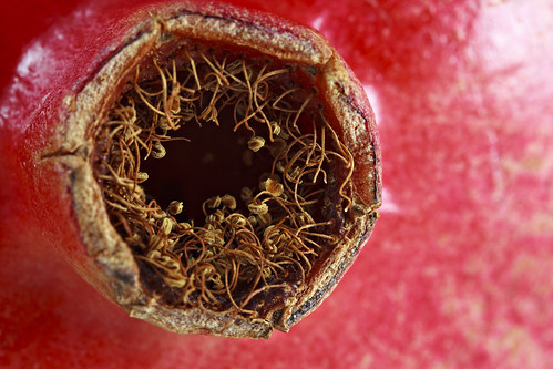 Pomegranate Stem