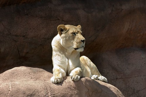 Lioness in Toronto Zoo