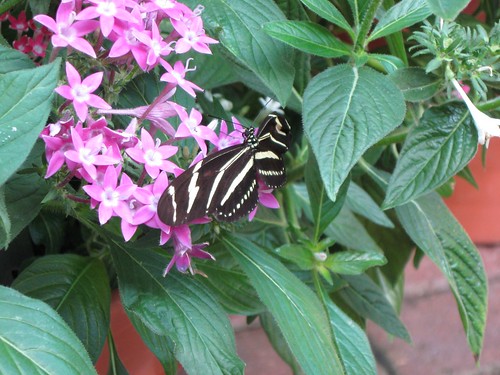 Olbrich butterflies 6