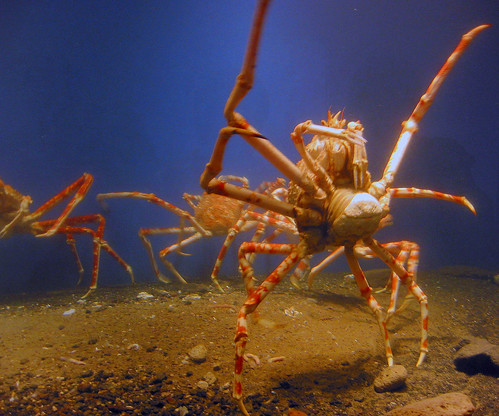 Kagoshima Giant Crab