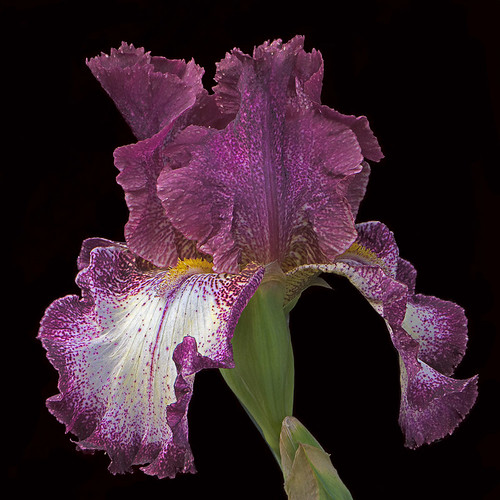 purple and white iris