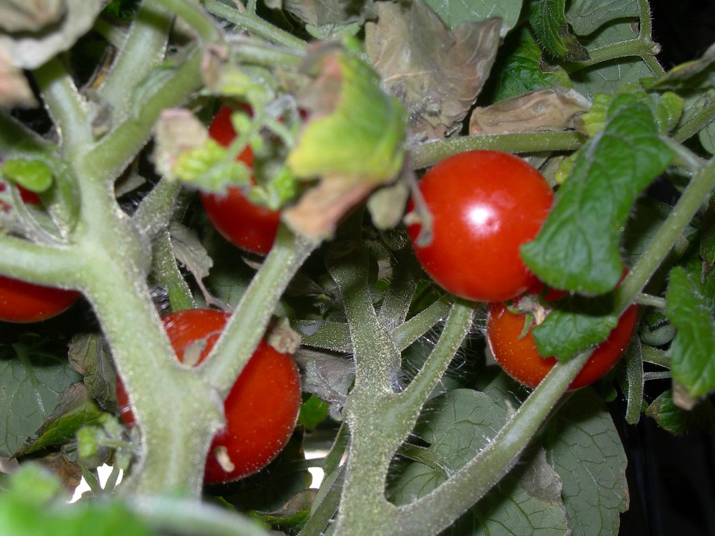 2007-07-31 Tomatoes (4)
