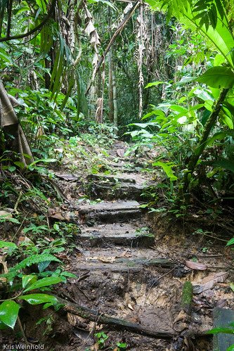 Stepped Path in the Amazon Rainforest