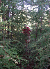 Hey!! Is this the trail? Uh, yeah, right through those trees!!! (literally)