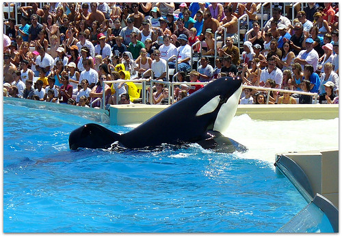 at Sea World in San Diego,