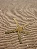Complete Specimen - Vaulted Thread Starfish