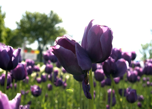 Tulip Time in Holland, MI