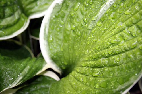 Hosta leaf water droplets