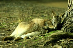 Sleeping Kangaroo (by fotograz)