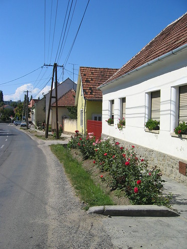 House with rosebushes