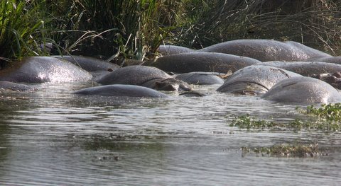 Hippos in the river