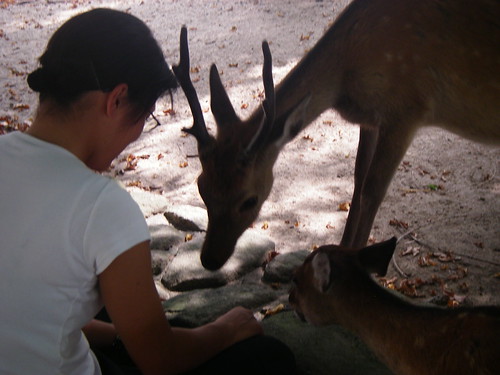 Miyajima: Feeding the Deer (voluntary or involuntary)
