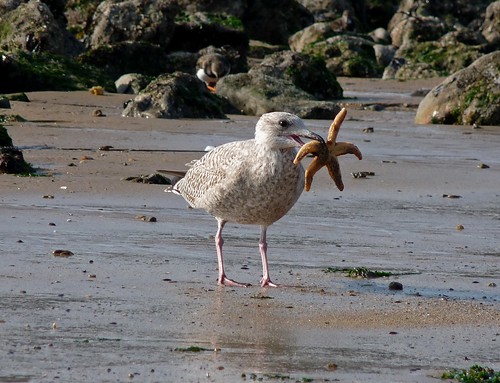 23521 - Herring Gull eating Starfish, Mumbles, Gower