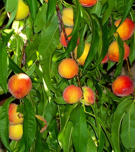 Ripe Spring Peaches