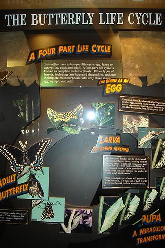 metamorphosis of a butterfly. The Butterfly Life Cycle